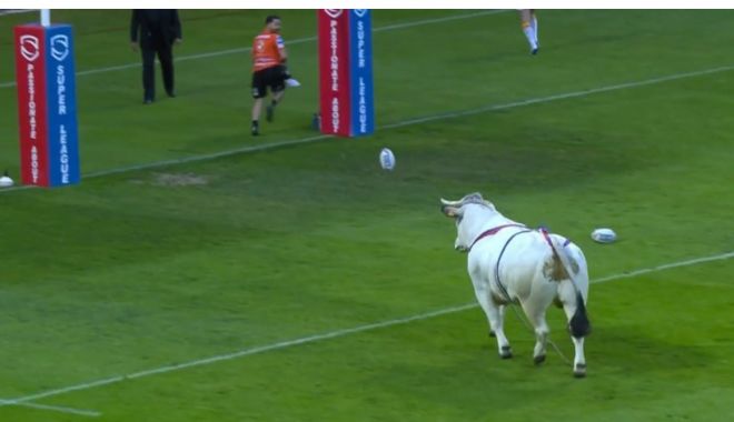 Momente de panică! Un taur a intrat pe teren înaintea unui meci de rugby - fara-titlu-1683388612.jpg