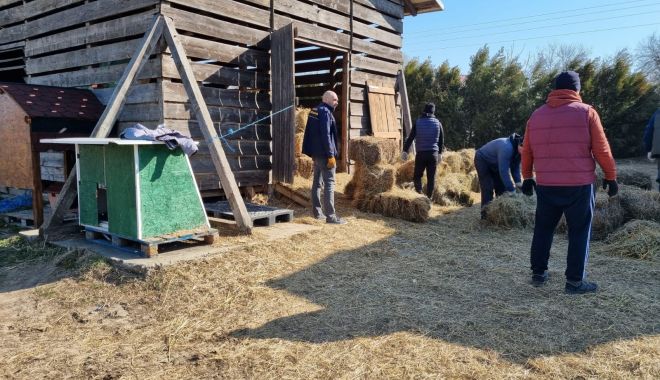 Demersuri pentru reintegrarea deținuților de la Penitenciarul Poarta Albă, cu ajutorul câinilor fără stăpâni - fbb117d146424b499ebded6712b4772e-1648122114.jpg