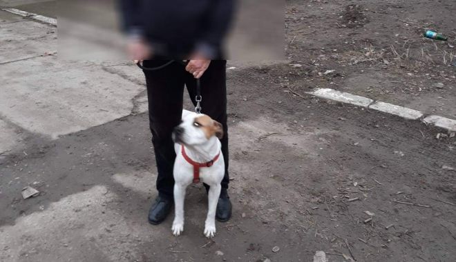 Câini fără botniță, la Constanța. Stăpânii, amendați drastic - fbimg1549547878780-1549548029.jpg