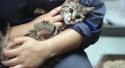 Veterinarul pe recepție - fcf9fae698226ebee1674492b5d9af49.jpg