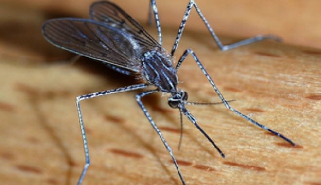 Epidemie de febră, provocată de un țânțar! - febra-1365144901.jpg