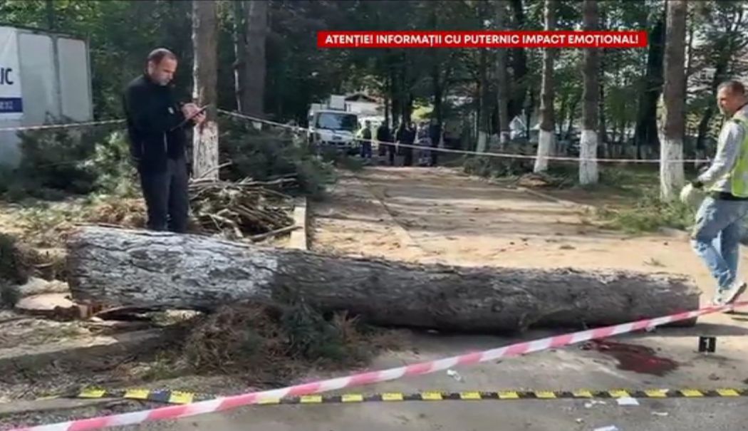O femeie a fost strivită de un copac în curtea instituției la care lucra