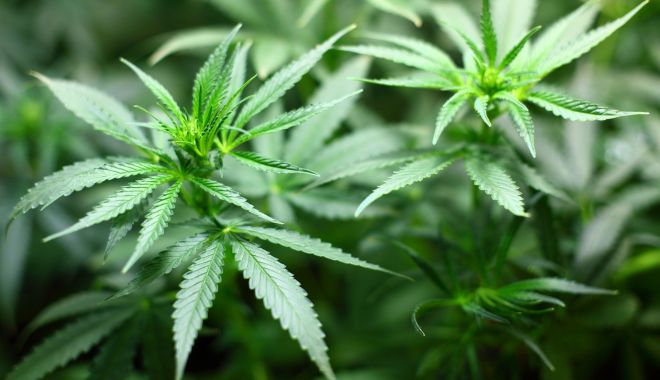 O femeie de 91 de ani din Germania a cultivat cannabis pe balcon fără să ştie - femeiecannabis-1632841944.jpg