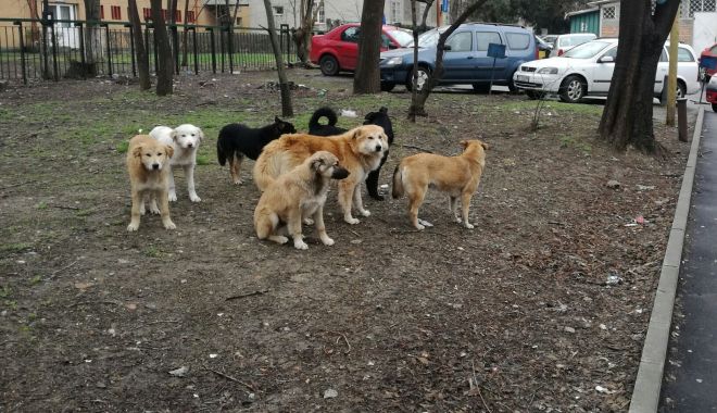 Feriți-vă de câini! Medicii atrag atenția: 