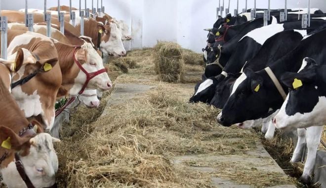 Crescătorii de animale primesc de joi, banii în conturi - fermaanimalevaci91717500-1629990567.jpg