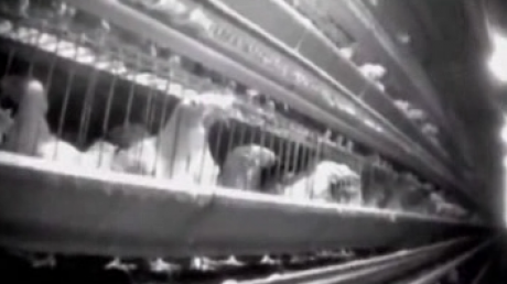 Ferma groazei: Cum torturează găinile un furnizor McDonald's VIDEO - fermadegainidincarolinadenord917-1321783698.jpg