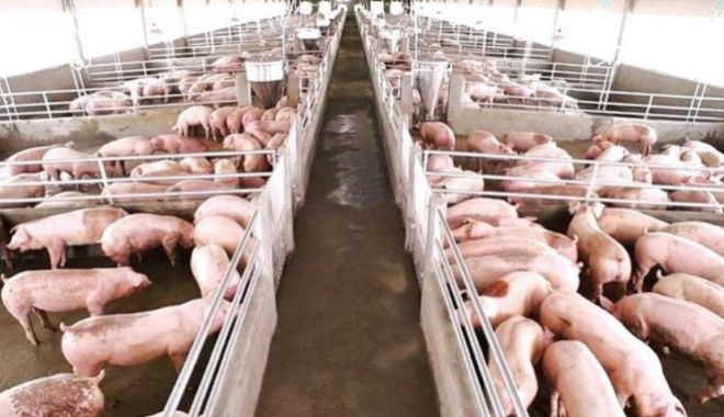 Pesta porcină africană face ravagii în țară. Peste 10.000 de animale vor fi sacrificate - fermadeporci-1684773154.jpg