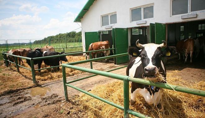 Ajutorul de stat pentru sectorul creşterii animalelor a fost majorat - fermavacioctavganea-1602263295.jpg