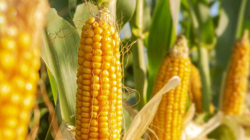 Fermierii vor putea folosi și în toamnă un insecticid pentru tratarea semințelor de cereale - fermieri-neonicotinoidrtf-1722168854.jpg