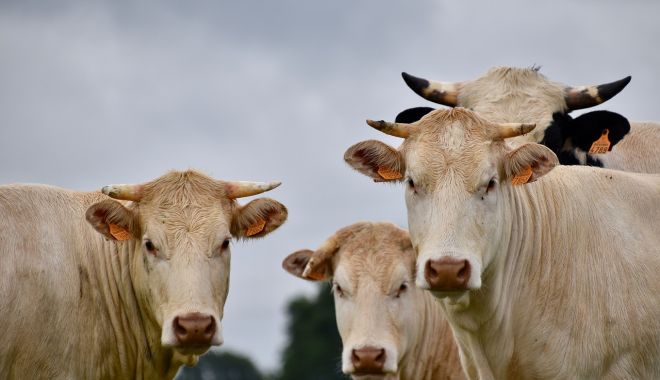 Federaţia Pro Agro vrea subvenţii pentru animale reale - fermierii-1613154232.jpg