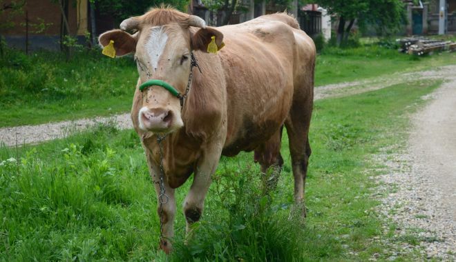 Fermierii care au minim o vacă vor primi subvenţii APIA - fermieriicareauminim-1613977992.jpg