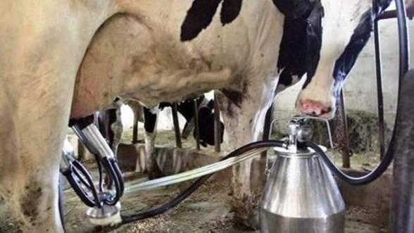 Fermierii au livrat mai puțin lapte - fermieriilapte-1431096790.jpg