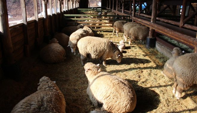 Fermierii montani nu vor în cooperativă - fermieriimontani-1607592106.jpg