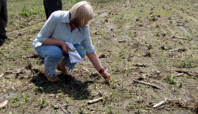 Fermierii plâng cu vorbe! Seceta a afectat grav culturile de primăvară - fermieriiplangcuvorbe-1436369616.jpg