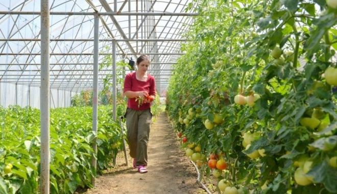 Fermierii pot depune cereri pentru programul „Legume în spaţii protejate” - fermieriipotdepune-1626288186.jpg