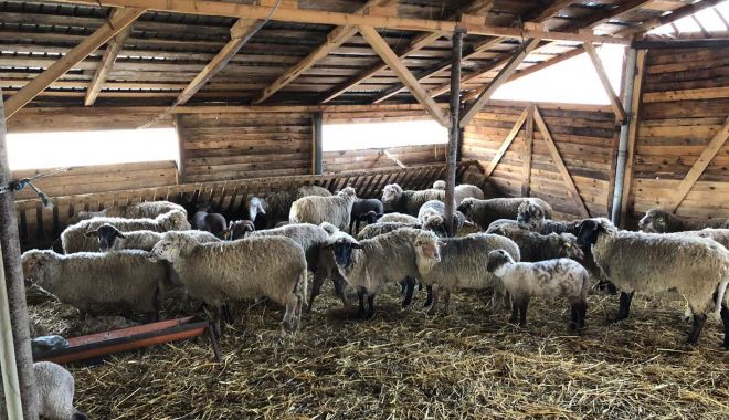 Fermierii care au solicitat Sprijinul Cuplat Zootehnic vor încasa o primă tranşă de bani - fermieriivorprimi-1634482819.jpg