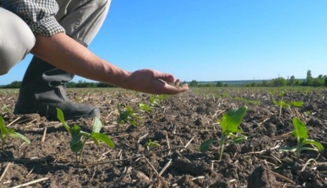 Anul trecut Guvernul a alocat pentru despăgubirile de secetă 1,1 miliarde de lei - fermierseceta668x445-1614187157.jpg