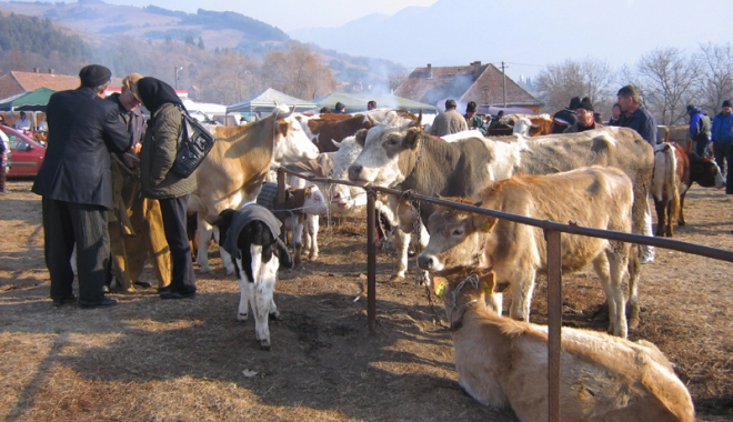 Finanțare de aproape 57 de milioane de lei pentru zootehnie - finantare-1491495215.jpg