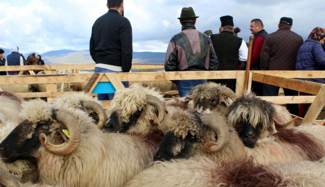 Finanțare pentru crescătorii de animale - finantarecrescatori-1521741132.jpg