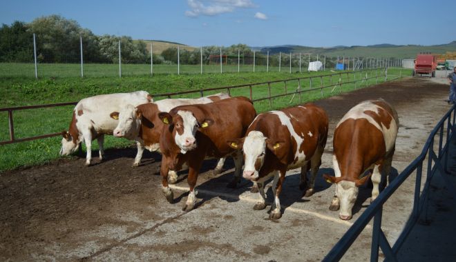Finanțare de 450 milioane lei pentru crescătorii de bovine, suine și păsări - finantarede450demilioanedeleipen-1650889843.jpg