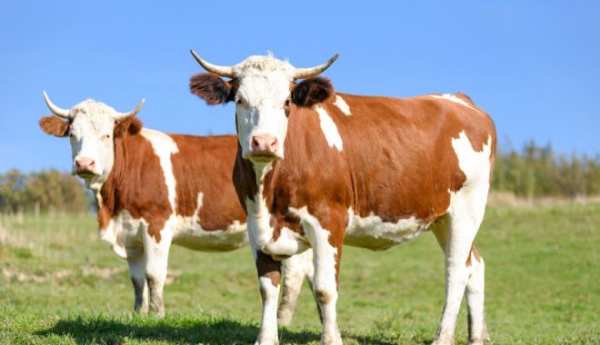 Finanțare de peste 185,483 milioane de euro pentru crescătorii de animale - finantaredepeste185483milioanede-1663779749.jpg