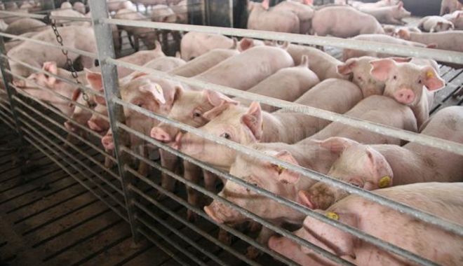 Finanțare pentru fermele de porci și de păsări - finantarepentrufermeledeporcisid-1676919849.jpg