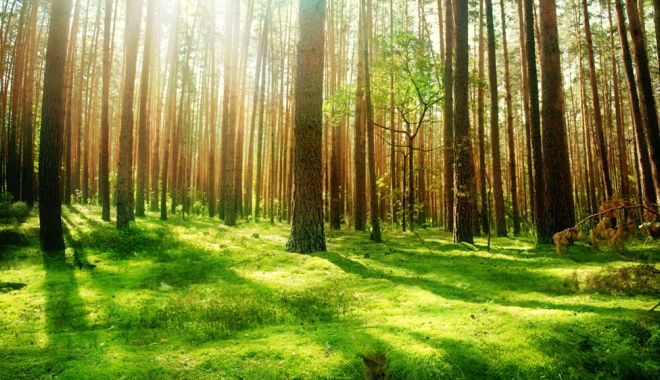 Finanțare pentru servicii de silvomediu, servicii climatice și conservarea pădurilor - finantarepentrupaduri-1551435910.jpg