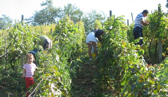 Finanțare europeană pentru producătorii de struguri și vinuri - finantarestruguri-1404928426.jpg