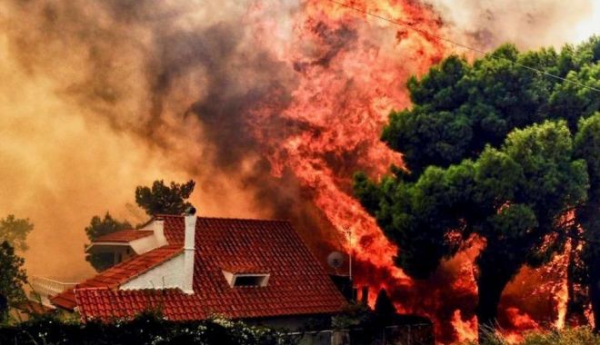 Supraviețuire miraculoasă în Mati. Câine găsit în viață în orașul ars - firee1532504410842-1533104938.jpg