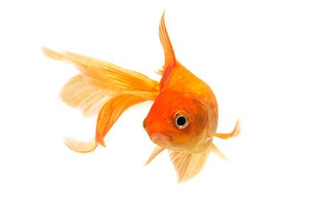 Peștișorul fermecat - fish1396516c-1317847110.jpg