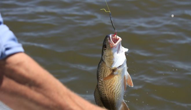 Pește confiscat de polițiștii de frontieră, din Constanța - fishing10157581280-1557128930.jpg