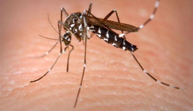 INSP: Şapte cazuri confirmate cu infecţie cu virusul West Nile