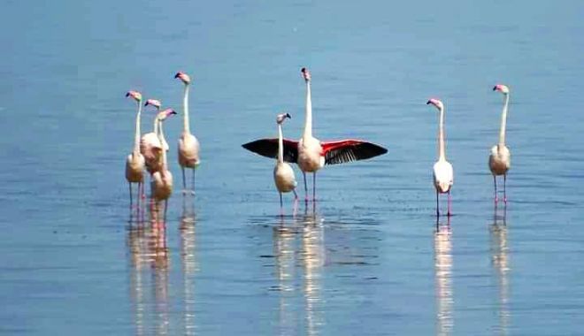 GALERIE FOTO / Zeci de păsări flamingo, surprinse pe Lacul Nuntaşi, secat vara trecută şi salvat - flamingo-1622021651.jpg