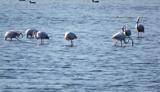 Păsările flamingo, surprinse pe lac, în Dobrogea - flamingo-1631689057.jpg
