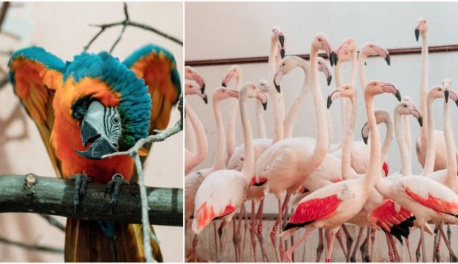 Un papagal Ara cu pieptul galben și 30 de flamingo roz, vedetele de la Grădina Zoologică din Târgu Mureş - flamingo-1635947412.jpg