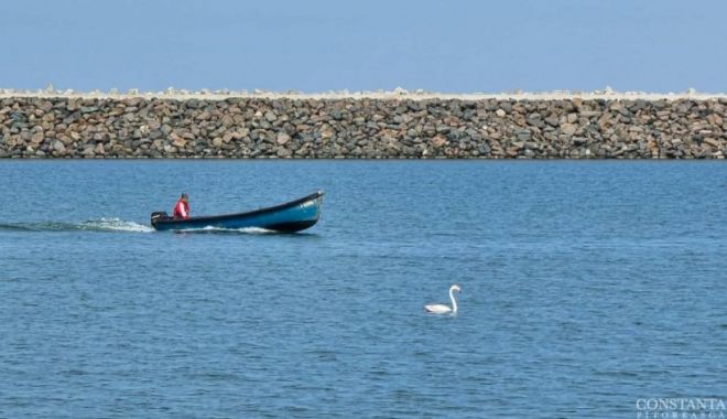 Imagini spectaculoase de la Constanța. Un flamingo a fost surprins în Marea Neagră