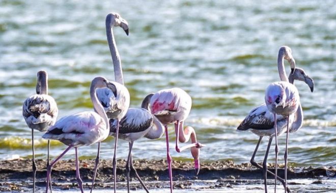 Imagini spectaculoase pe litoral. Stol de păsări flamingo pe Lacul Techirghiol - flamingo-1674145564.jpg