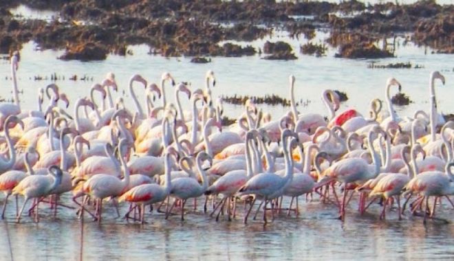 Techirghiol, casă pentru păsările flamingo - flamingo-1710854248.jpg