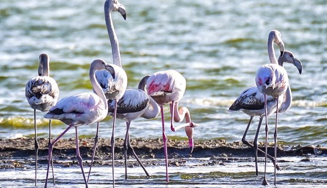 Zeci de păsări flamingo au poposit pe Lacul Techirghiol, atrase de vremea frumoasă și de hrana bogată