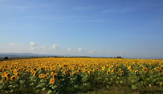 Cum a rămas un afacerist constănțean fără sute de tone de floarea-soarelui - floareasoareluidecorativa1280x80-1345836103.jpg
