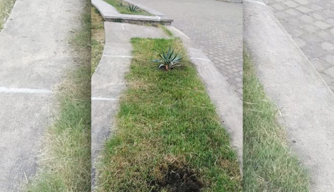Rondurile de flori, distruse de constănțeni - flori-1590562046.jpg