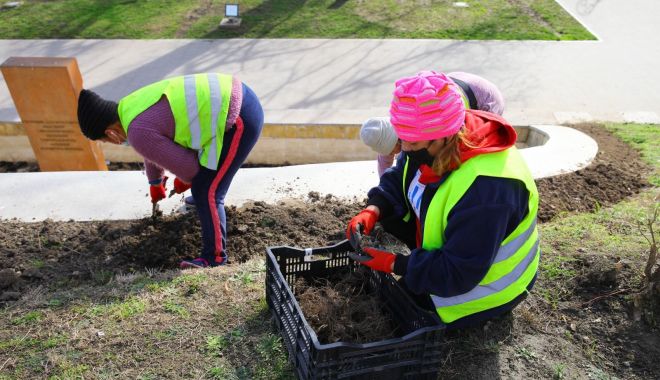 Zona Cazinoului va fi înfrumuseţată cu flori perene - flori-1613068119.jpg