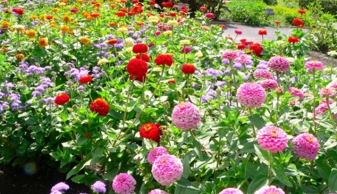 Florile de primăvară, leacuri eficiente - florideprimavara-1365802087.jpg