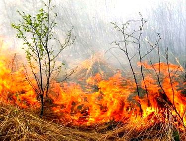 Un pensionar a murit în curte după ce a dat foc vegetației uscate - foc2-1568733325.jpg