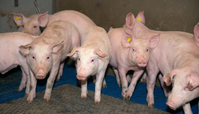 Focar de pestă porcină africană, în judeţul Constanţa - focar-1628844656.jpg