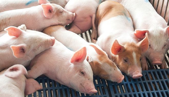Focar de pestă porcină, la Constanța! Ce zonă este afectată - focardepesta-1566377295.jpg