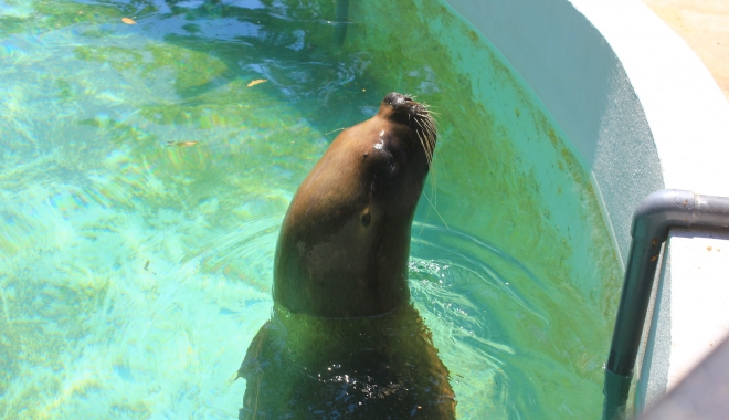 Se mărește familia la Delfinariu! Două foci ajung astăzi la Constanța - focidelfinariu-1479976756.jpg