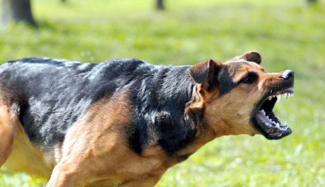 Copil atacat de câini, într-un parc din Mangalia. 
