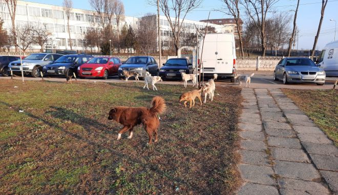 Se îngroașă „gluma”! De ce nu scapă Constanța de sub teroarea maidanezilor - fond-1615134172.jpg