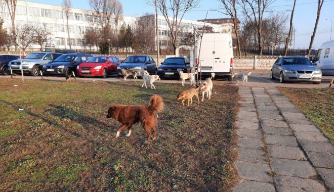 Cine ne scapă de maidanezi?    „Sunt haite de 8-10 câini, nu vrem să se ajungă la drame” - fond-1620838773.jpg